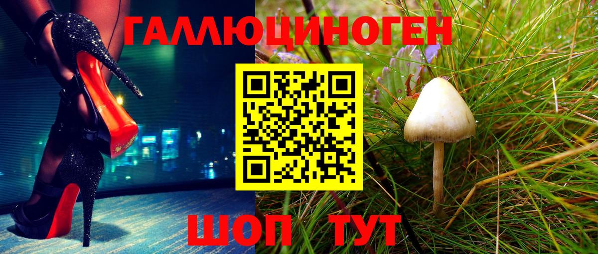 Псилоцибиновые грибы Psilocybe Балтийск